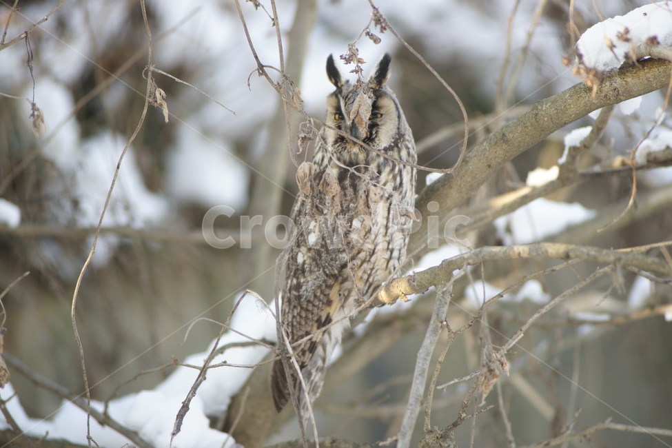 칡부엉이,맹금류,조류,철새,보초,겨울,계절,winter,season,동물,animal,조류,새,birds