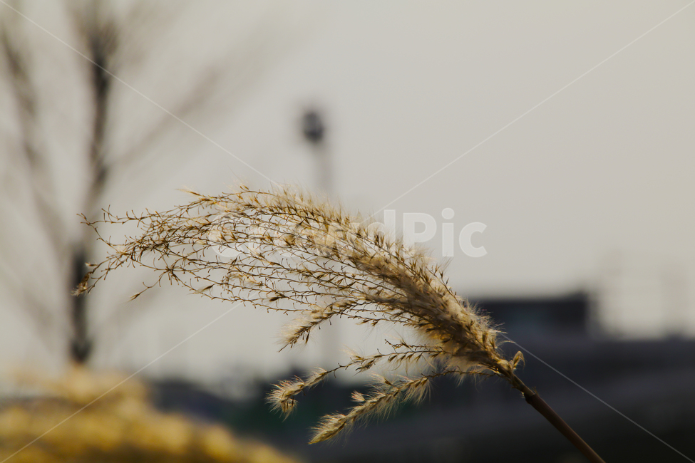 갈대,외로움,억새,아침,저녁,식물,자연,plants,nature