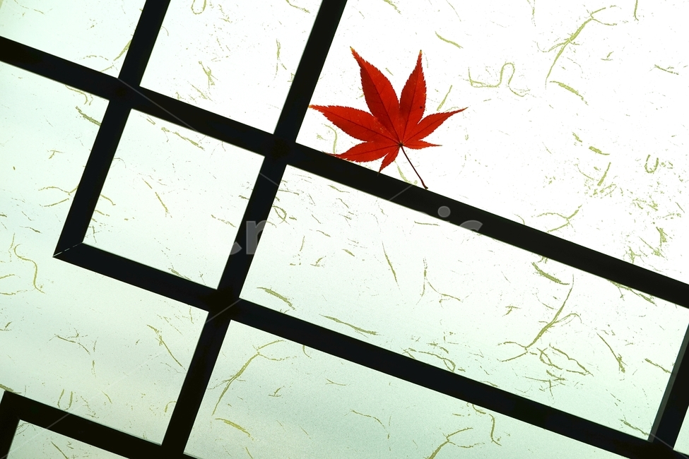 단풍,단풍잎,단풍나무,낙엽,가을,가을,계절,fall,autumn,season,leaf,잎,plant,식물