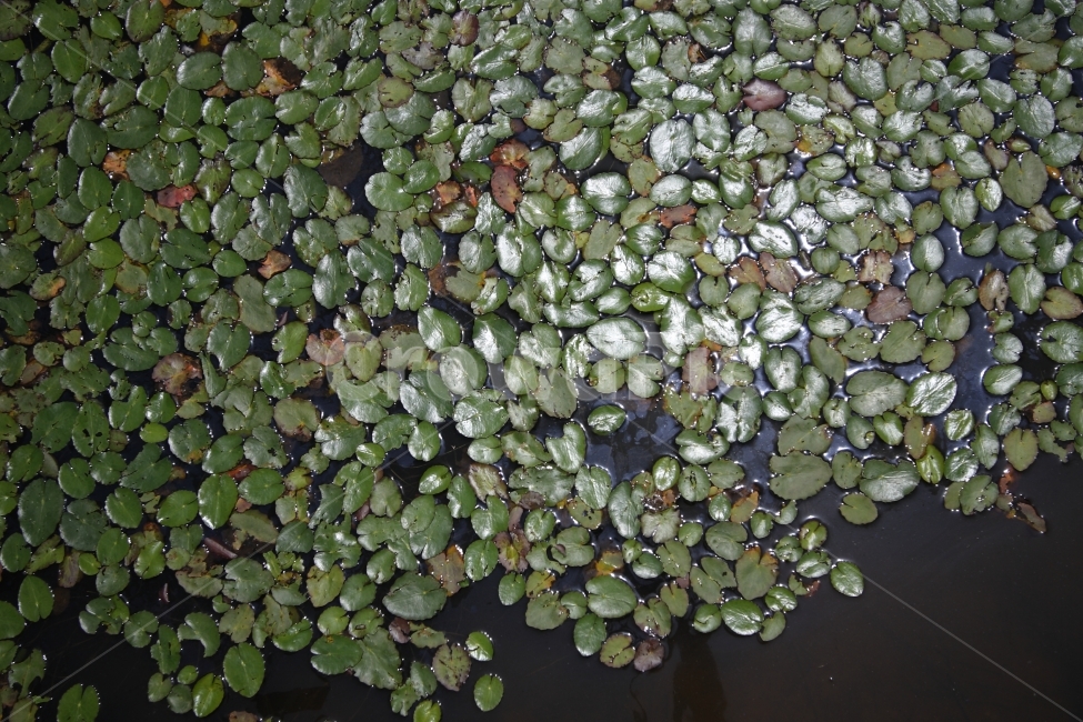 식물,자연,수생식물,잎,호수,식물,자연,plants,nature