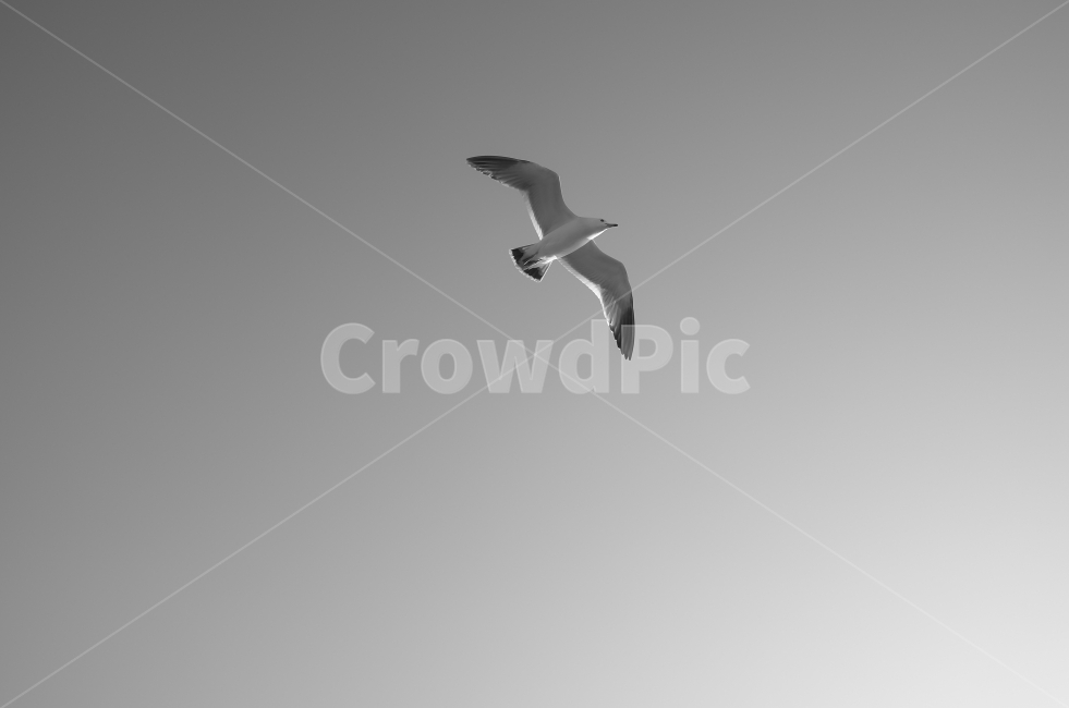갈매기,하늘,흑백,새,바다,비행,비상,fly,동물,animal,조류,새,birds,흑백,모노톤,monochrome,black and white