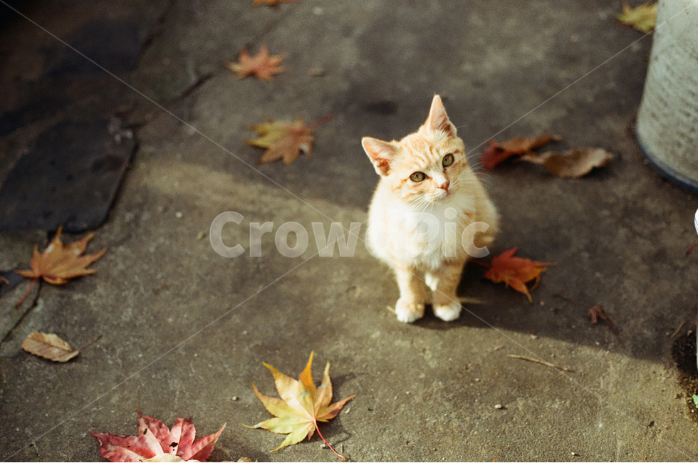 고양이,길냥이,단풍,새끼고양이,귀여움