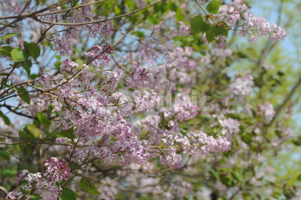 꽃,flower,봄,spring,식물,봄꽃