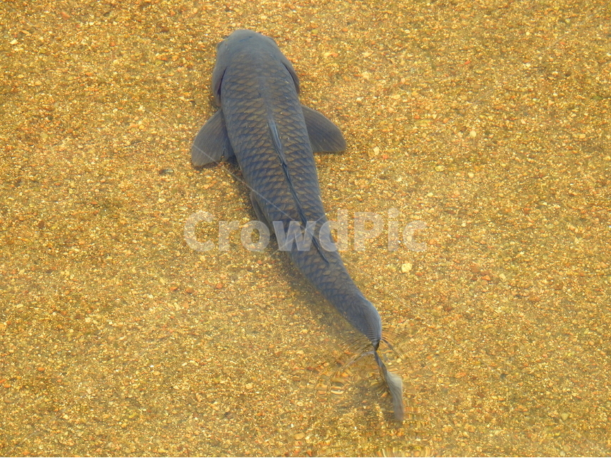 동물,물고기,강,호수,물,동물,animal,어류,물고기,fish