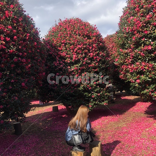 plant,tree,인간,나무,person,제주,동백꽃,서귀포