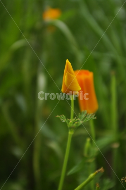 개양귀비,잎,꽃,flower,식물,plant,자연,nature,식물,자연,plants,nature,꽃,flower