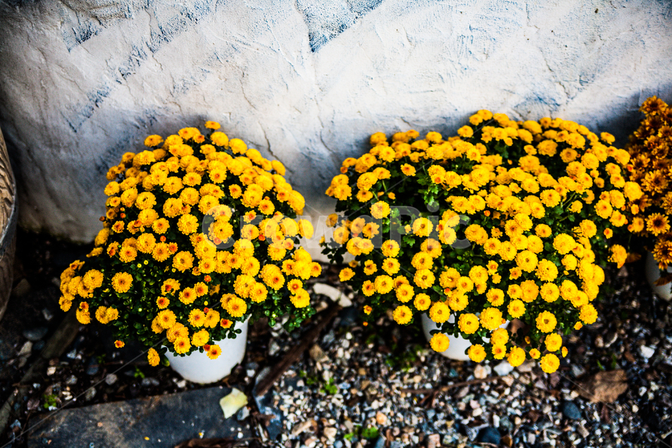 plant,식물,꽃,flower,blossom,국화,식물,자연,plants,nature,꽃,flower