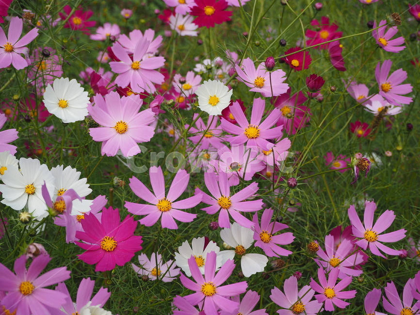 blossom,plant,식물,꽃,flower,pink,wine,들꽃,wildflower,코스모스,cosmos,식물,자연,plants,nature,꽃,flower