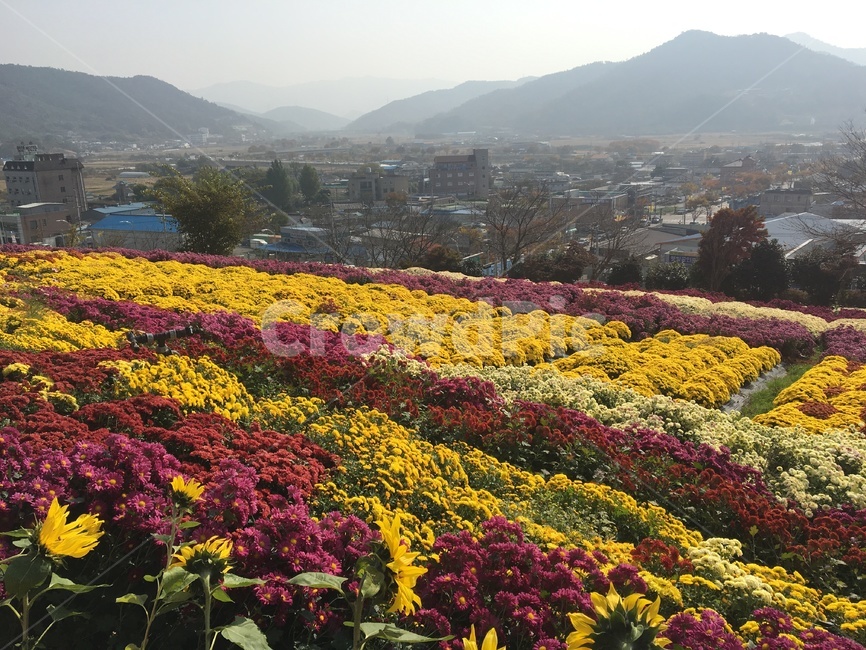 꽃,봄,자연,spring,들꽃,식물,flower,봄꽃,화순,국화,가을,봄,계절,spring,season,식물,자연,plants,nature,꽃,flower