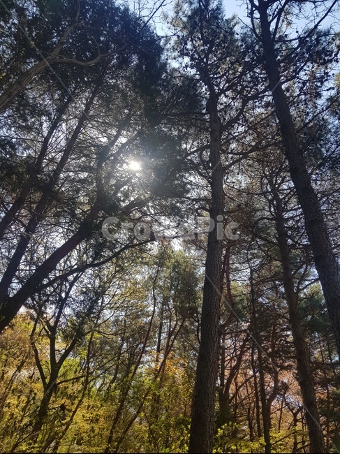 자연,생태,풍경,풀,나무,tree,숲,자연,풍경,nature,landscape,식물,plants,나무,trees,wood,휴식,힐링,rest,relaxation,healing,flare,플레어,light,빛,plant