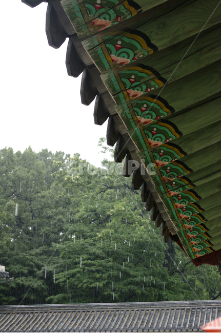 창덕궁,고궁,기와지붕,건축,traditional,처마,비,단청,한국전통,한국문화,korean traditional,korean culture,비,비오는날,rain,rainy