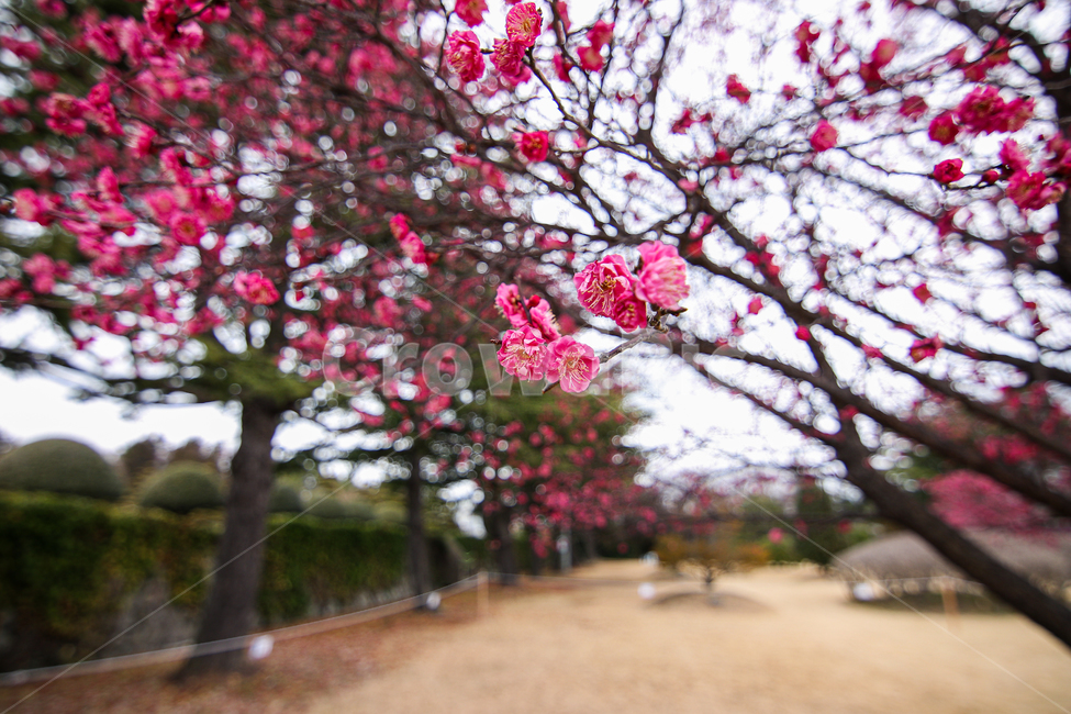 홍매화,벚꽃,식물,꽃,봄,식물,자연,plants,nature,꽃,flower
