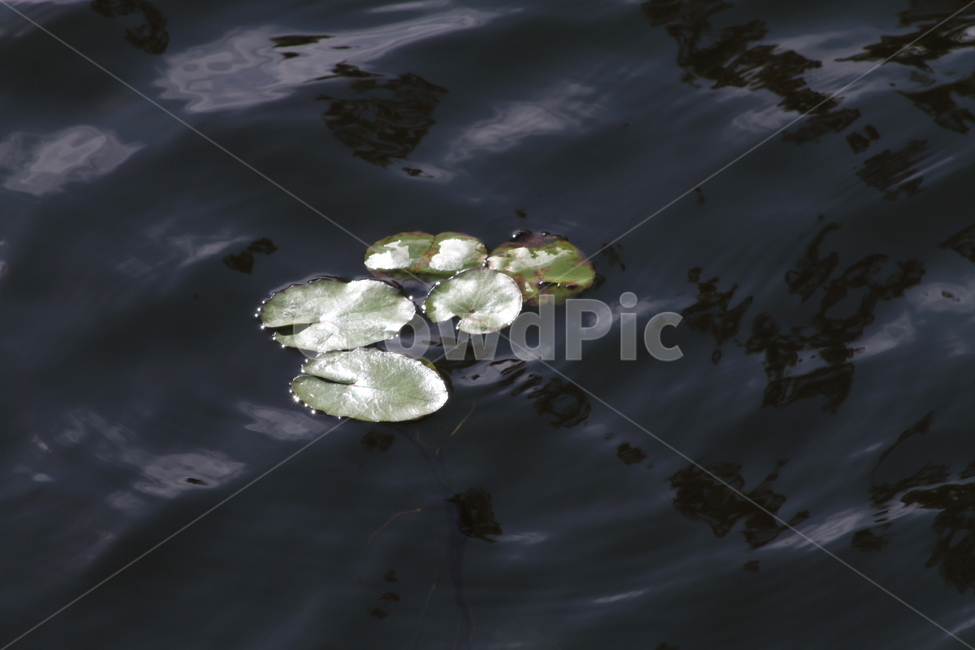 연,연잎,물,수생식물,leaf,식물,자연,plants,nature