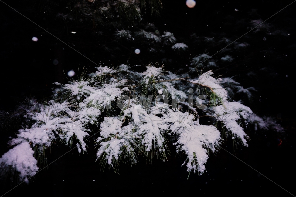 겨울,눈,소나무,설경,스냅,겨울,계절,winter,season,식물,자연,plants,nature