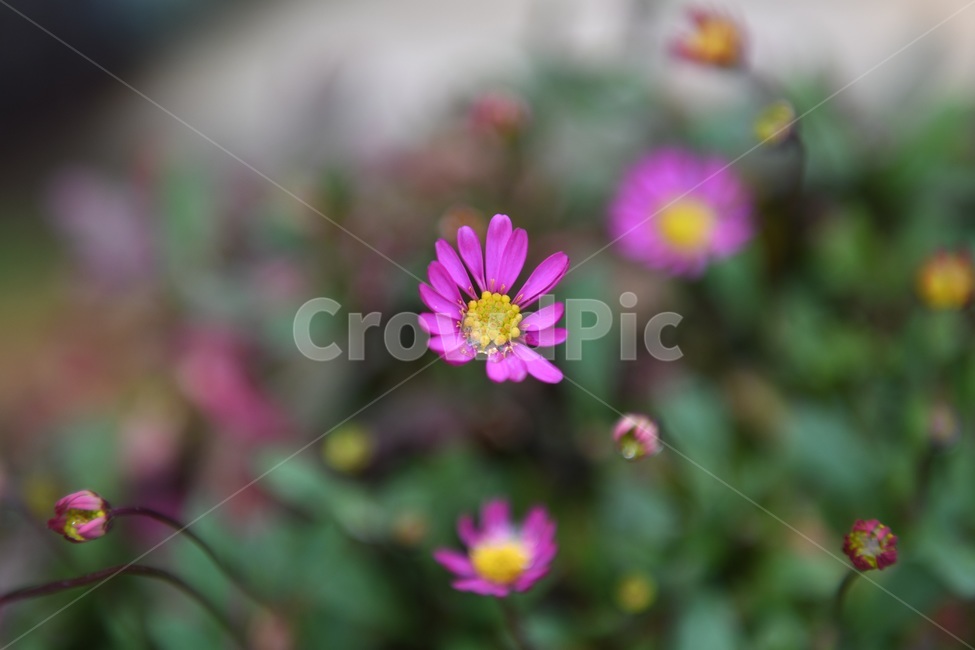 식물,꽃,감성사진,자연,flower,꽃사진,봄,봄꽃,계절,빗방울,비,감성,4월,spring,힐링,자연풍경,풍경,봄,계절,spring,season,식물,자연,plants,nature,꽃,flower,plant,blossom,daisy,데이지,daisies