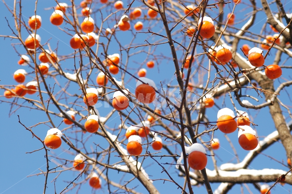 감,감나무,눈,겨울,과일,나무,나뭇가지,계절,자연,맑음,겨울,계절,winter,season,과일,열매,fruit