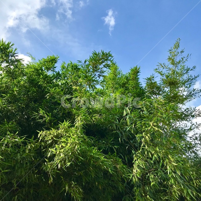 하늘,식물,tree,초록,풍경,자연,풍경,nature,landscape,plant,나무