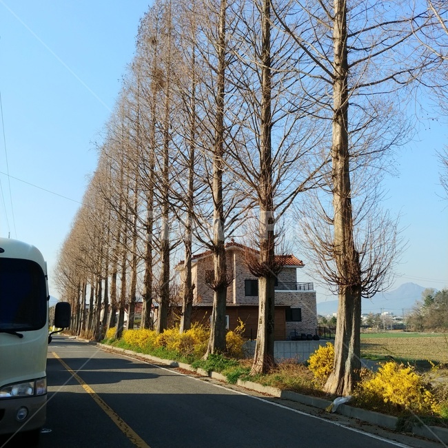 개나리,봄,하늘,길,나무길,나무,자연,풍경,nature,landscape,asphalt,아스팔트
