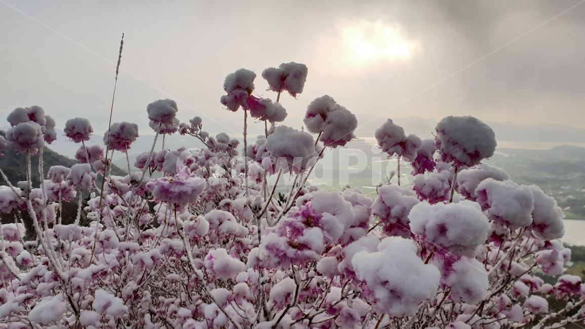 주작산,덕룡산,진달래,눈꽃,풍경,봄눈꽃,진달래눈꽃,산,식물,자연,plants,nature,꽃,flower