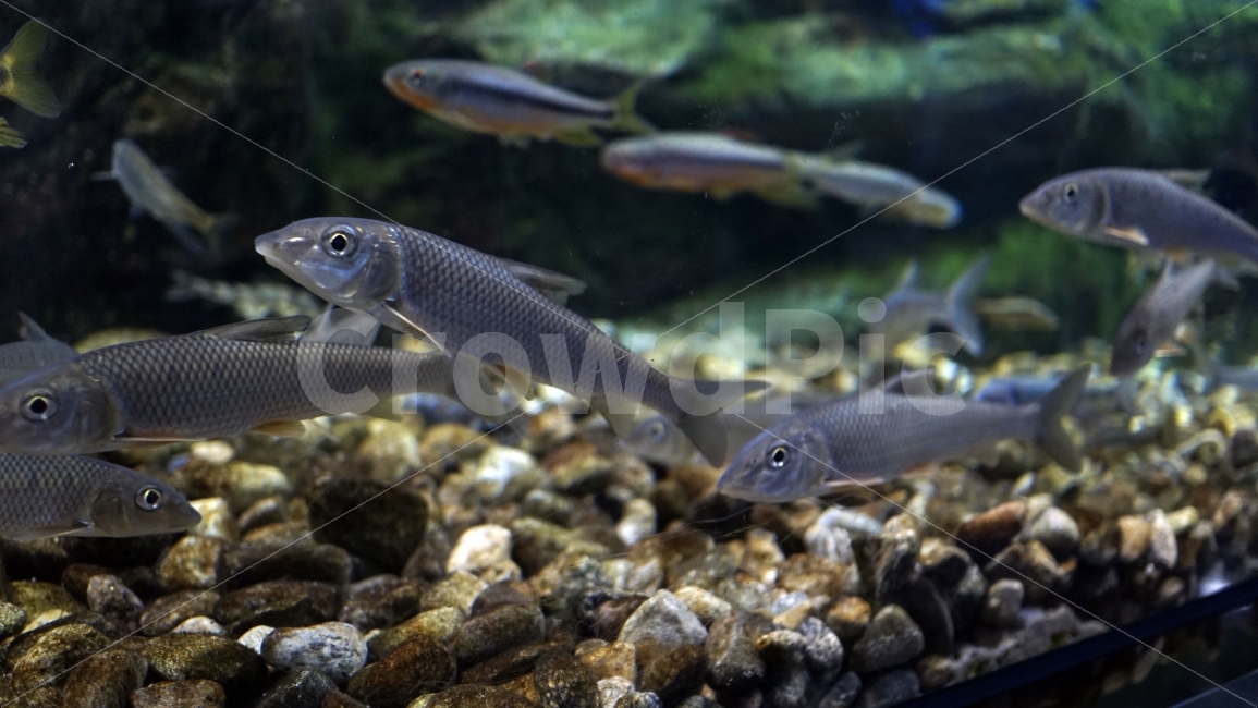 물고기,잉어,열대어,붕어,생선,어류,수족관,낙시,fish,어항,금붕어,수산,해양,바다,생물,동물,물속,바다속,바닷속,animal,수중,생명,자연,nature,물결,동물,animal,어류,물고기,fish