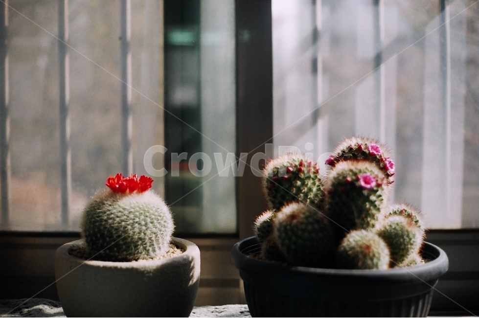 화단,화분,선인장,햇살,베란다,필름카메라,실내용화초,화분,화초,house plant,감성,sensible,feeling
