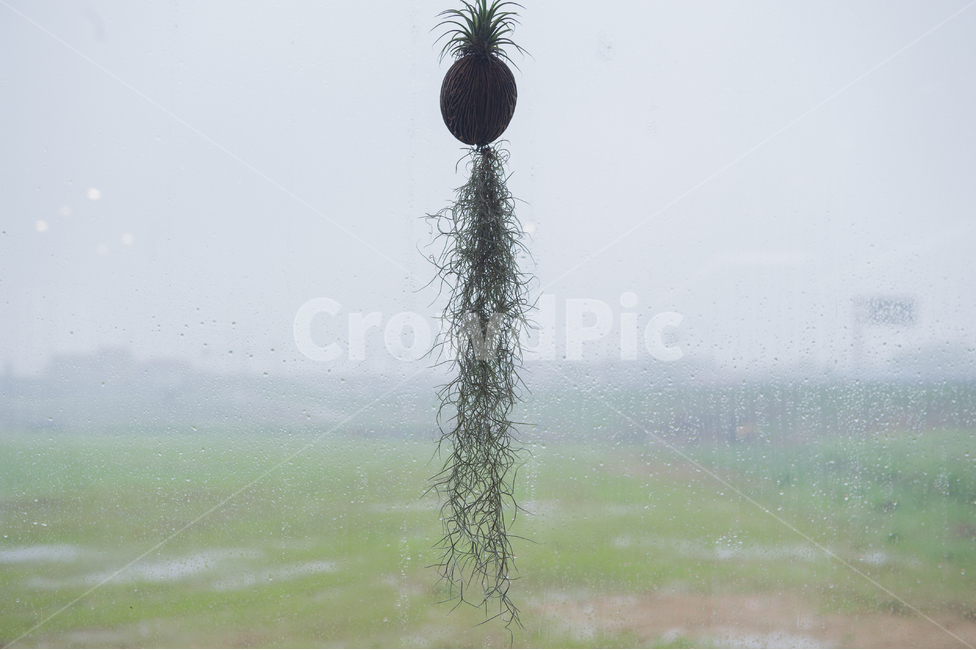 화분,꽃,비,봄,봄비,flower,rain,springrain,식물,자연,plants,nature,실내용화초,화분,화초,house plant,비,비오는날,rain,rainy,인테리어,실내디자인,interior design