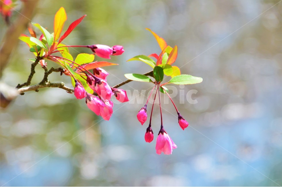 봄,꽃,감성,따뜻함,망울,식물,자연,plants,nature,꽃,flower,감성,sensible,feeling