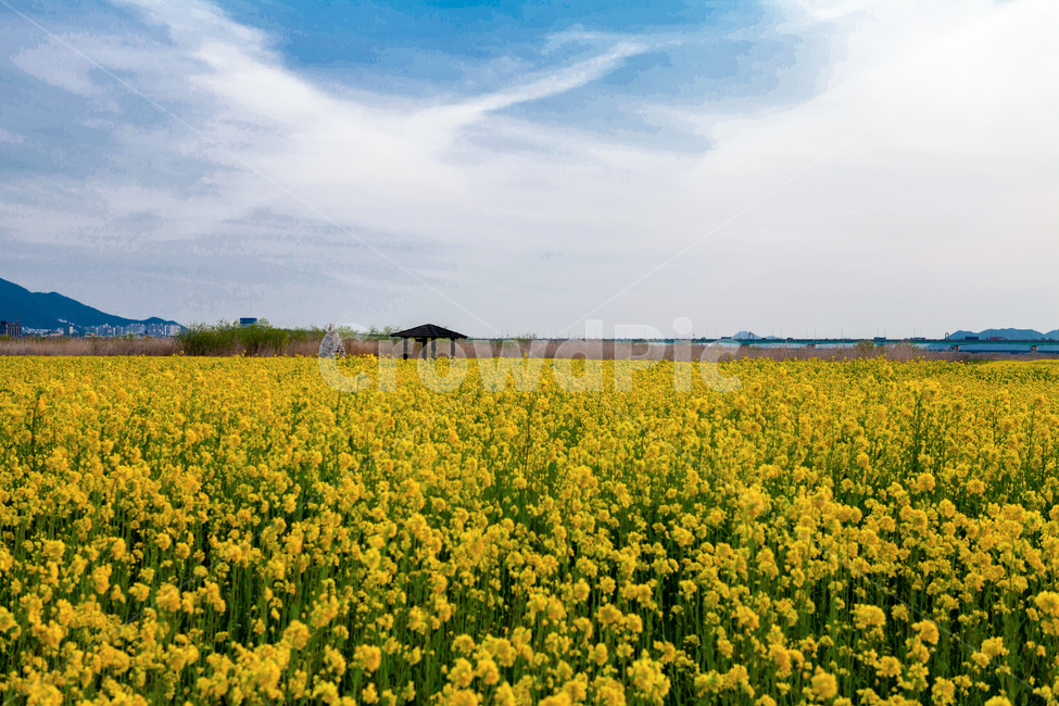 유채꽃,유채축제,봄,자연,풍경,생태공원,도심공원,하늘,구름,봄,계절,spring,season,자연,풍경,nature,landscape,grassland,목초지,field,들,outdoors,옥외,rural,농촌,farm,농장,meadow