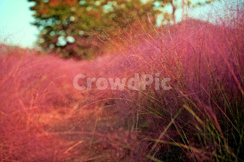 핑크뮬리,공원,자연,갈대,나무,가을,계절,fall,autumn,season,식물,자연,plants,nature