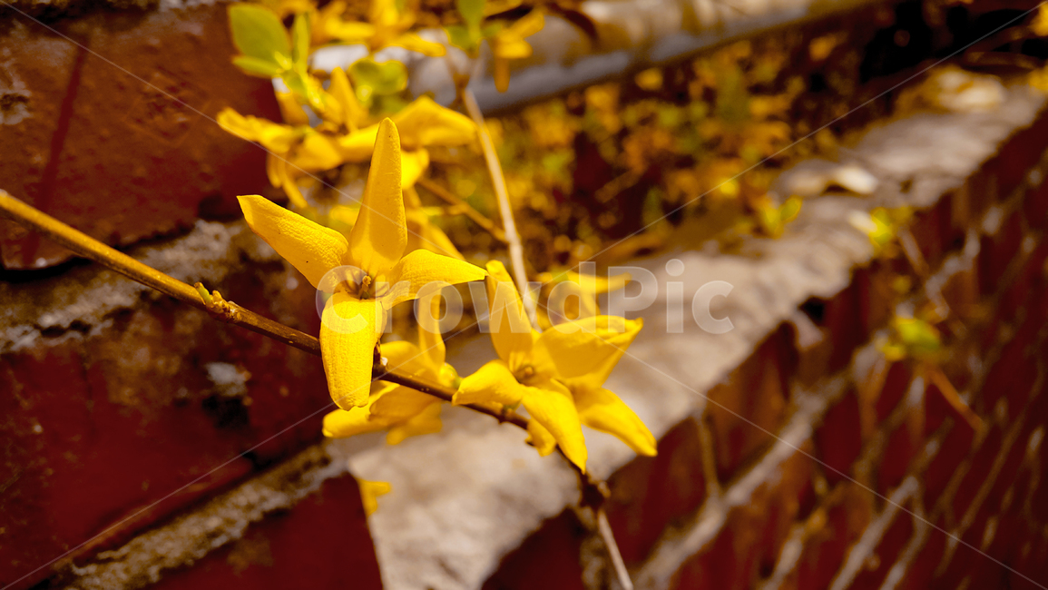 개나리,봄,봄날,꽃,개나리꽃,봄,계절,spring,season,식물,자연,plants,nature,꽃,flower,plant,blossom