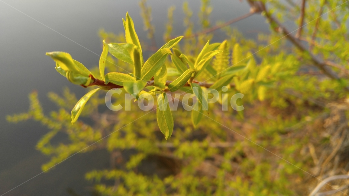버드나무,수양버들,나무,황녹색,봄,계절,배경,감성,salixbabylonica,willow,tree,olivegreen,spring,season,background,emotional,식물,자연,plants,nature