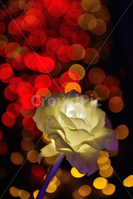 Nikon,D750,Artis,LED장미,아웃포커싱,향기,LED,야경,밤,풍경,nightscape,night,landscape,감성,sensible,feeling,plant,식물