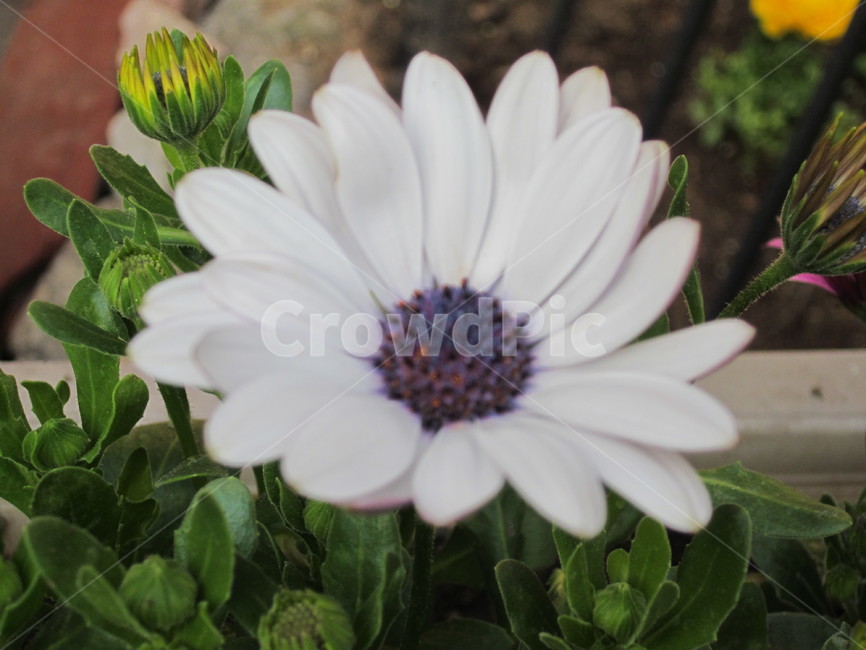 플라워,꽃,꽃화분,개화,봄꽃,식물,자연,plants,nature,꽃,flower