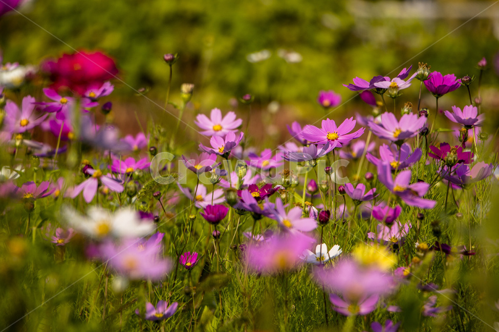 코스모스,꽃,식물,줄기,가을,자연,가을,계절,fall,autumn,season,식물,자연,plants,nature,꽃,flower,geranium,제라늄,blossom,plant,anemone,아네모네