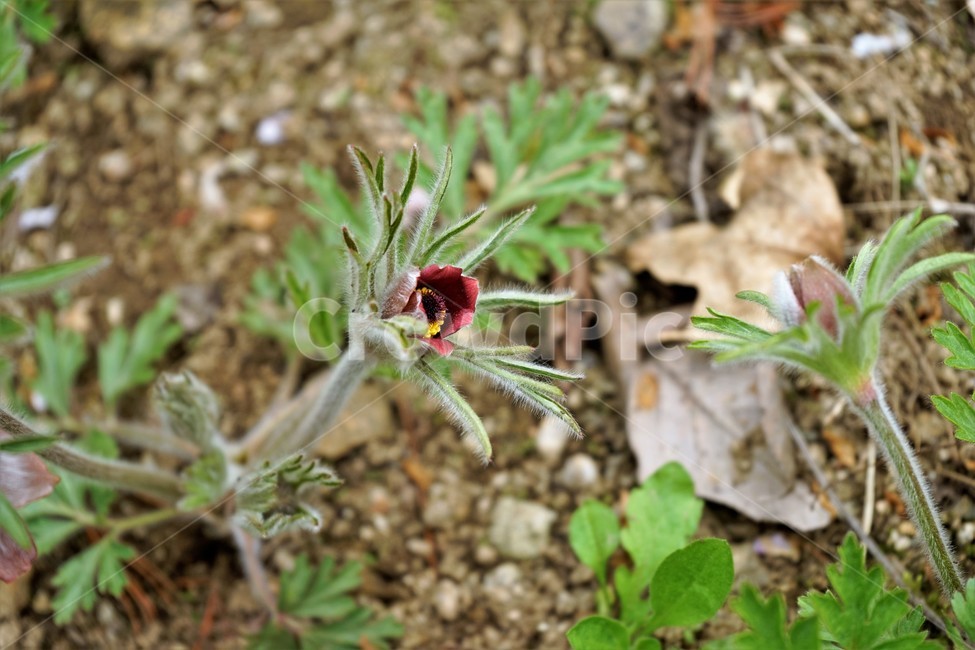 할미꽃,솜털,봄,봄꽃,자연,식물,꽃,plant,암술,수술,Pulsatillakoreana,한국특산,백두옹,독초,강장제,화왕계,여러해살이풀,미나리아재비과,쌍떡잎식물,흰털,할머니머리카락,흰머리,노인,꼬부랑,한방약재,할머니