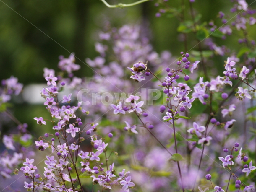 plant,식물,꽃,동네,꽃들,보라색,식물,자연,plants,nature,꽃,flower
