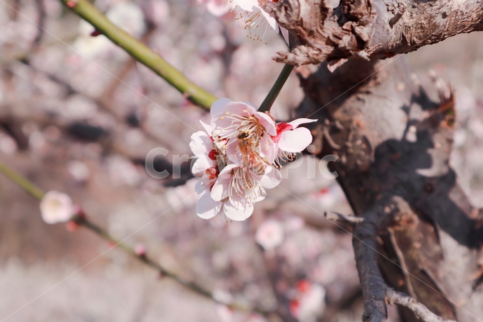 꽃,매화,홍매화,봄,봄꽃,blossom,식물,plant,flower