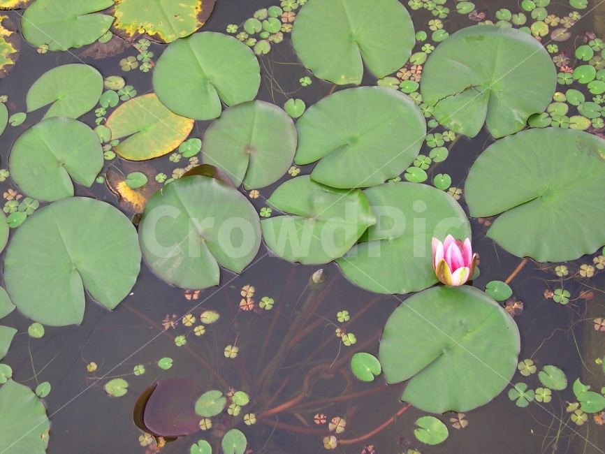 연꽃,수련,연잎,연못,꽃,식물,자연,nature,식물,자연,plants,nature,꽃,flower
