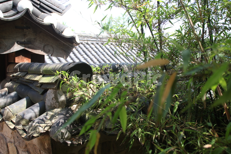 추사고택,추사,고택,한국고택,한국전통가옥,한국전통건축,목조건축,건축,기와,담장,대나무,예산,한국,chusaoldhouse,chusa,oldhouse,koreanoldhouse,koreantraditionalhouse,koreantraditionalarchitecture,woodenarchitecture,architecture,rooftile,wall,bamboo,yesan,korea,한국전통,한국문화,korean traditional,korean culture,건축물,건물외관,exterior,building,structure,architecture,construction
