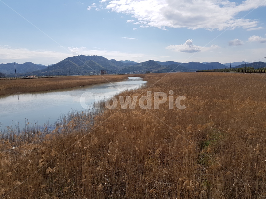 ecological park,Gangjin Bay reed field,Gangjin Tidal Flat,Gangjin Bay Ecological Park,Gangjin Bay Tidal Flat,Gangjingun mudflat,foreshore,Jinman Kang,reed field