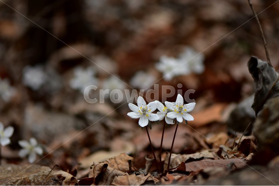 변산바람꽃,2018년,3월,야생화,꽃,생태,식물,자연,들꽃,산꽃,봄,감성,힐링,플라워,계절,시즌,wild,Flower,plants,nature,spring,season,배경,풀,초본,미나리아재비과,너도바람꽃속,flower,생태사진,봄꽃,자생지,경기도,식물,자연,plants,nature,꽃,flower