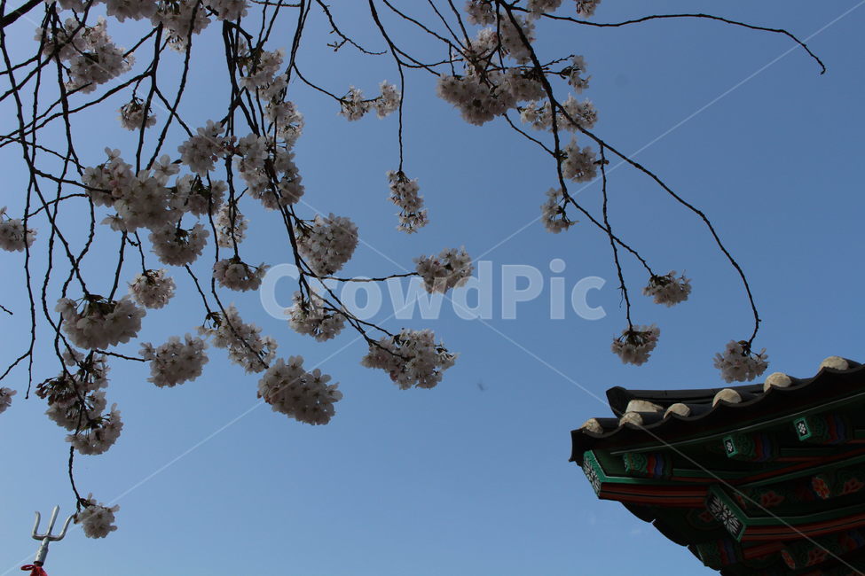 식물,벚꽃,cherryblossom,하늘,한국적