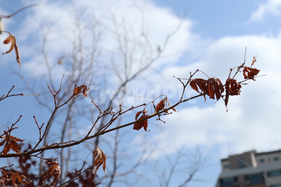 잎,단풍잎,겨울,나무,자연,낙엽,계절,가을,계절,fall,autumn,season,겨울,winter,식물,자연,plants,nature