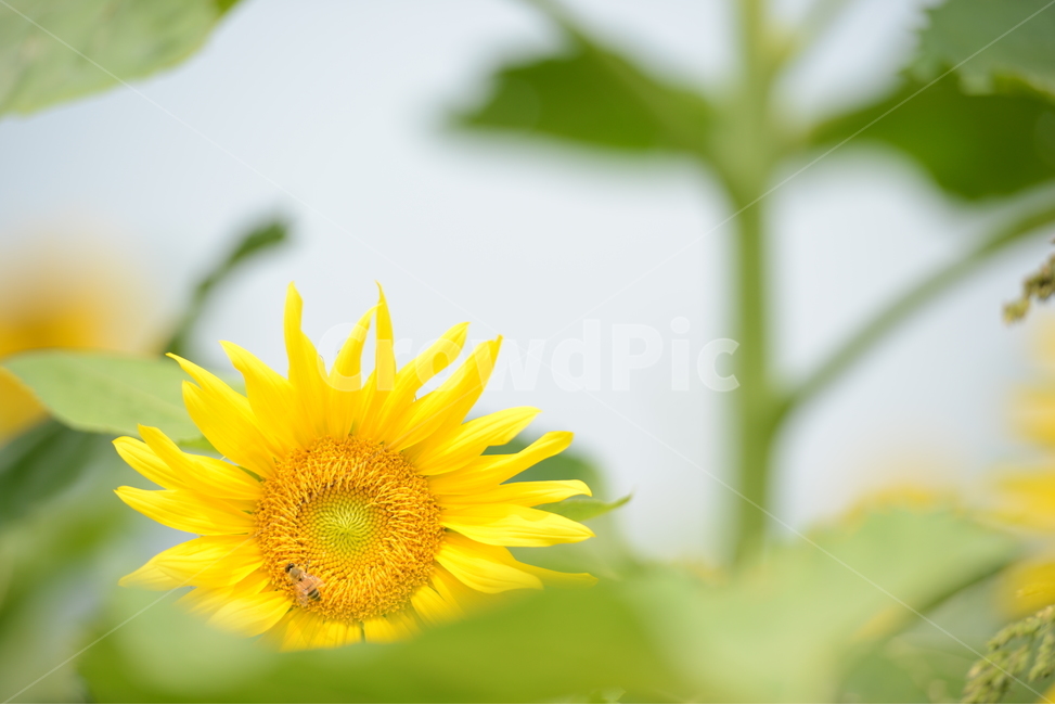 해바라기,꿀벌,꽃,식물,가을,식물,자연,plants,nature,꽃,flower