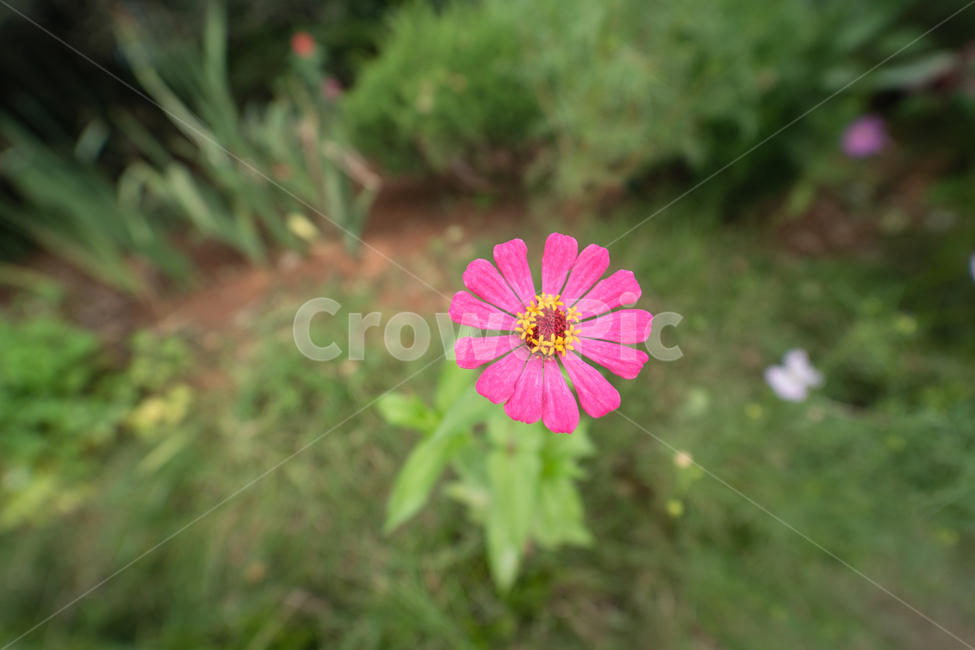 flower,botanical,plant,꽃,식물,가을,계절,fall,autumn,season,식물,자연,plants,nature,꽃,flower,blossom,geranium,제라늄
