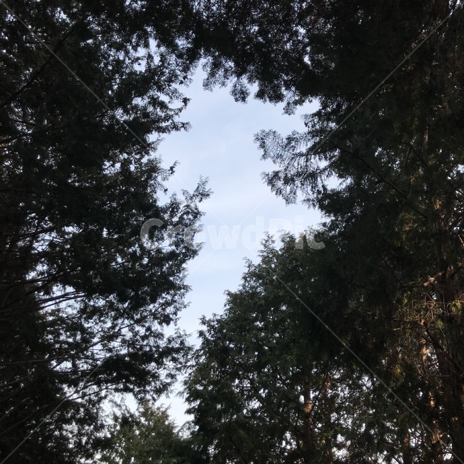 자연,나무,숲,하늘,초록,자연,풍경,nature,landscape,tree,plant,식물,fir,전나무