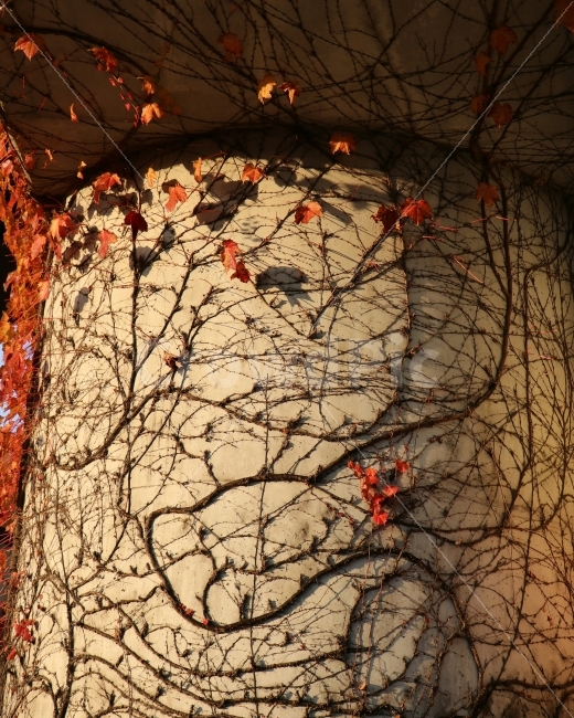 가을,담쟁이,원기둥,자전거도로,줄기,가을,계절,fall,autumn,season,식물,자연,plants,nature