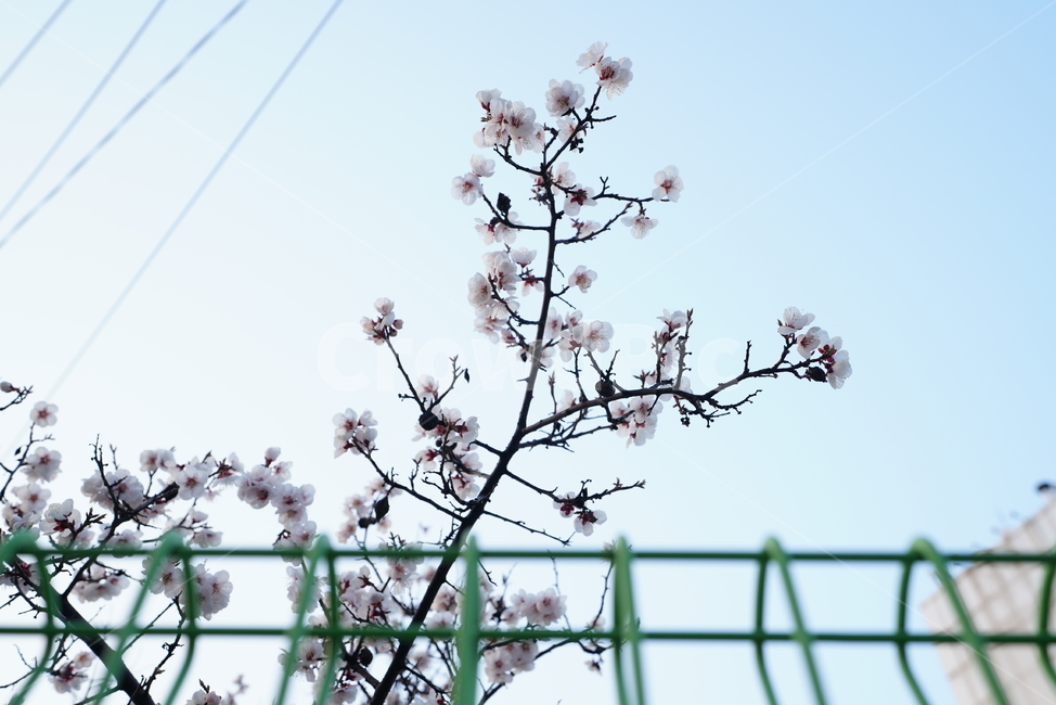 벚꽃,봄꽃,봄,계절,느낌,감성,색감,화이트,꽃,플라워,생물,식물,flower,생명,식물,자연,plants,nature,꽃,flower