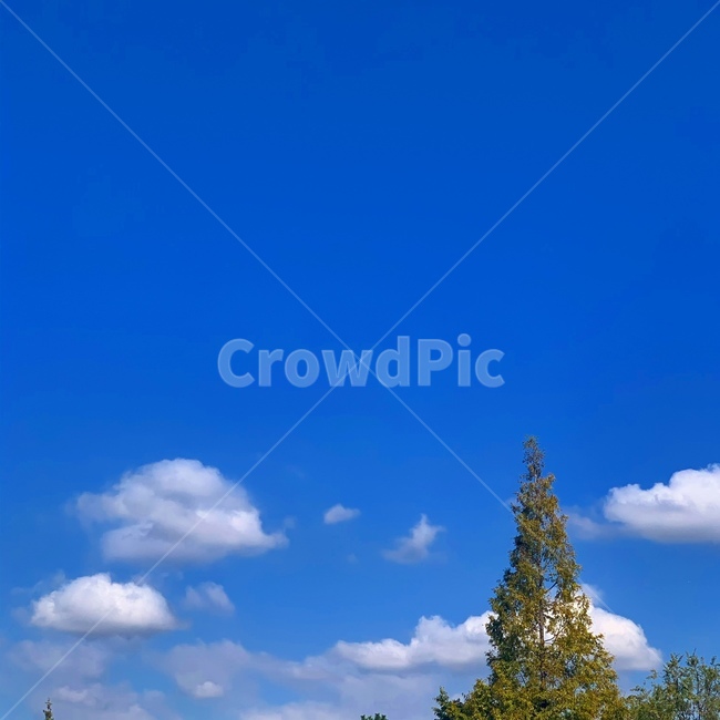 하늘,구름,공원,나무,산책,sky,cloud,park,tree,weather,날씨,nature,자연,outdoors,옥외