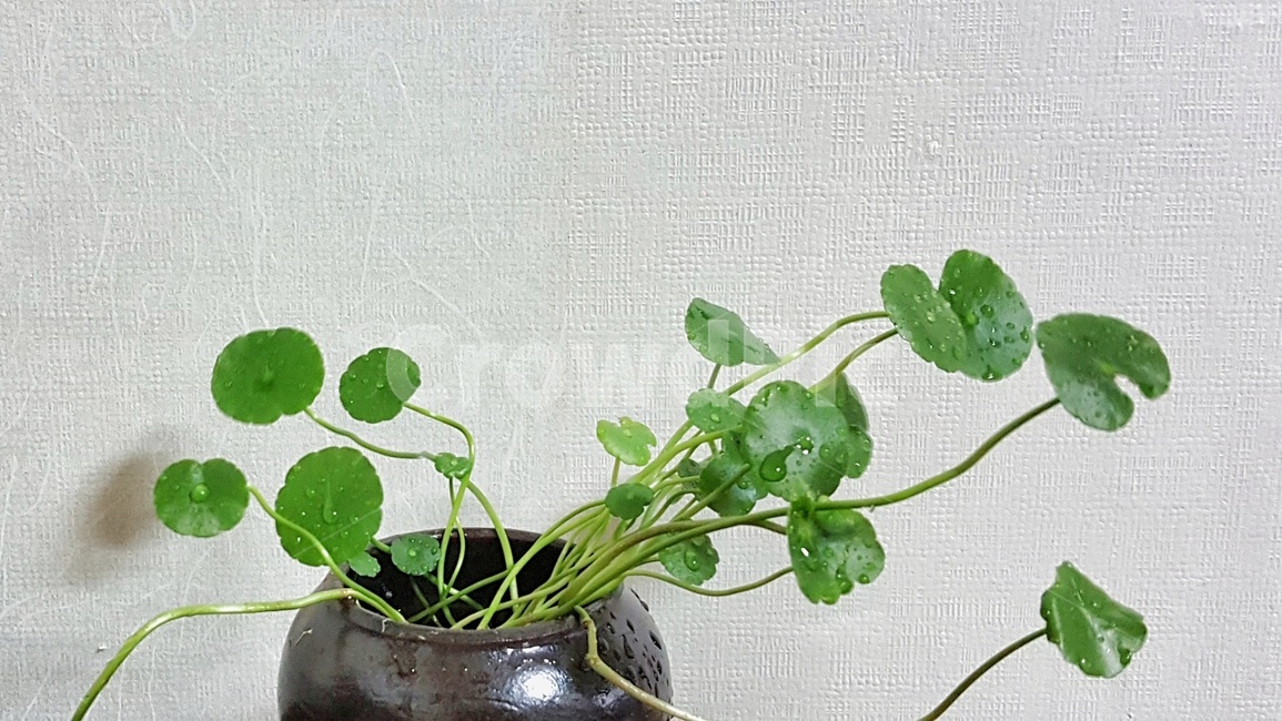 화초,항아리,초록,잎,화분,식물,자연,plants,nature,실내용화초,인테리어,실내디자인